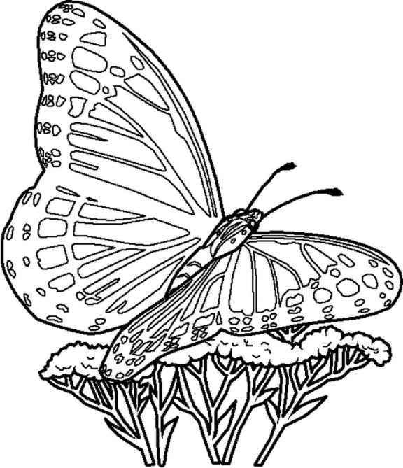 Butterfly_insec..._Coloring_23.jpg.jpg