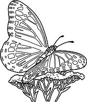 Butterfly_insec..._Coloring_23.jpg.jpg